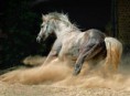 /album/galerie-photos/cheval-dangereux-jpg/